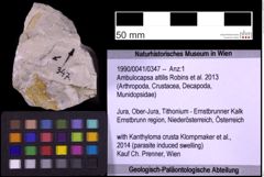 Foto (Objekt + Etiketten) von Ambulocapsa altilis (Robins et al., 2013) (NHMW-GEO-1990-0041-0347)